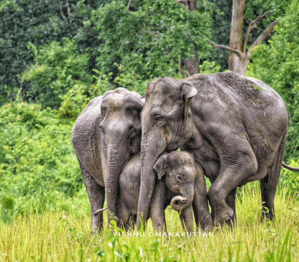 Wayanad Wildlife Sanctuary (Muthanga)